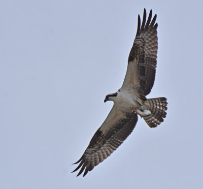 Osprey with a catch