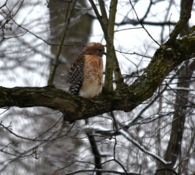 Red Tail, or Coopers Hawk (200' through a dirty patio window)