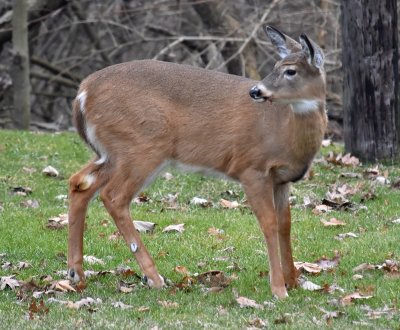 White-Tail doe in our back yard