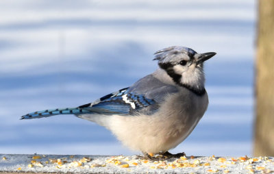 Bluejay snacking on cracked corn