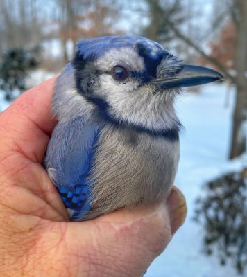 Stunned Blue Jay - flew away after 1 hour