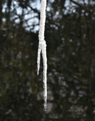 Icicle on the Spouting
