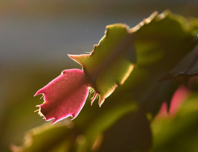 New growth on a Christmas Cactus (indoor plant)