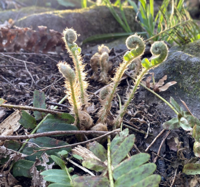 Ferns unfurling