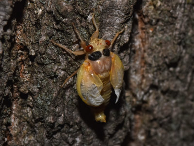 Newly emerged adult Cicada