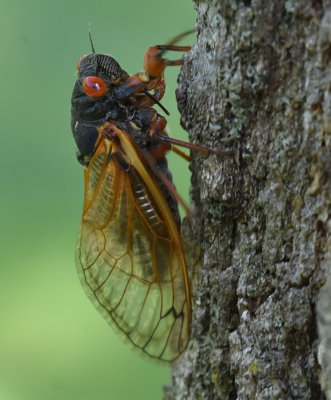 Adult Cicada (12 hours after emerging from the ground)