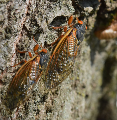 Adult Cicadas