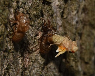 A Brood X Cicada emerges from its Nymph Stage