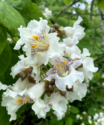 Catalpa Tree Blooms