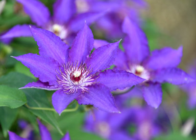 Brenda's Clematis is blooming nicely