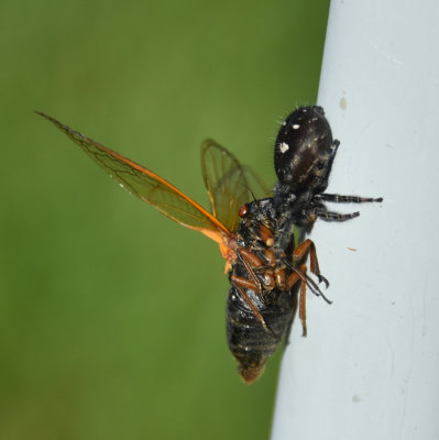 Cicada makes for a big meal for this spider!