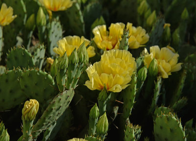 Cactus Blooms