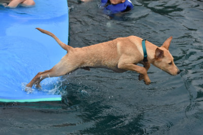 Leaping into the pond
