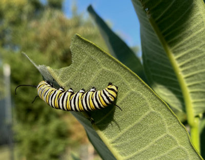 Monarch Butterfly Caterpillar