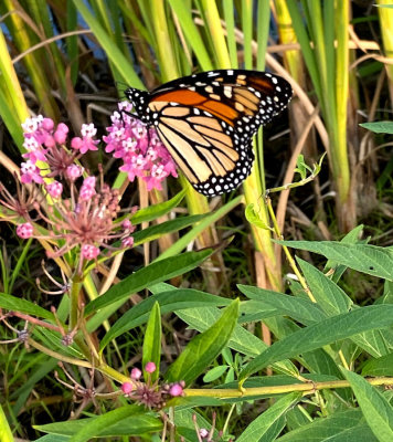 Monarch Butterfly on our Swamp Milkweed