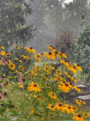 Unexpected Rain Shower Tonight 