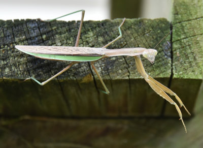 Praying Mantis