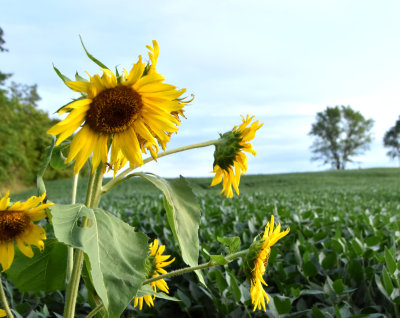Lone Sunflower in a bean field