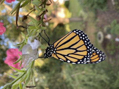Our first Monarch Butterfly 