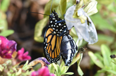 Newly Emerged Monarch Butterfly