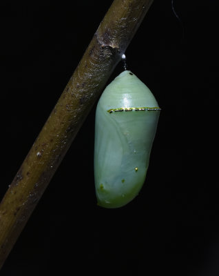 One of our last Monarch Chrysalis