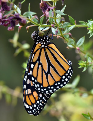 Fresh Monarch drying out