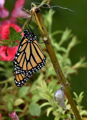 Our Last Monarch for 2020 (it's chrysalis shell below)