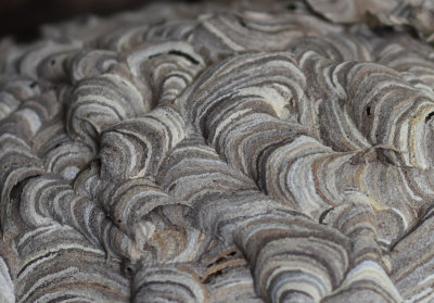 Detail of Paper Wasp Nest