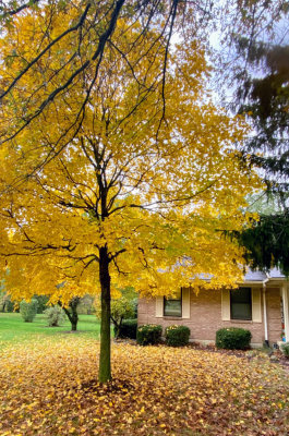 Front Yard Maple Tree