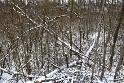 Dead Ash Trees in the Woods