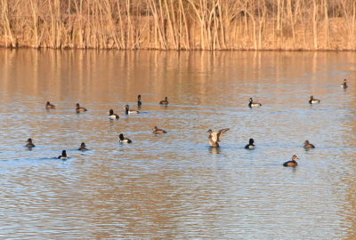 Greater Scaups on our pond