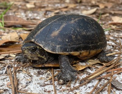 Striped Mud Turtle (full size at 4 to 5)