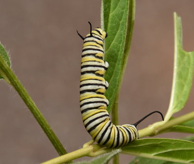 Future Monarch Butterfly