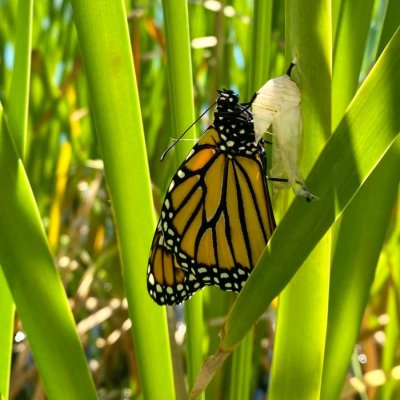 Freshly Emerged Monarch Butterfly