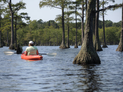 Paddling through the Cypress trees at Cheraw State Park, South Carolina