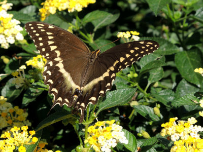 Black Swallowtail Butterfly