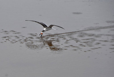 Black Skimmer (juvenile) passing through a school of minnows