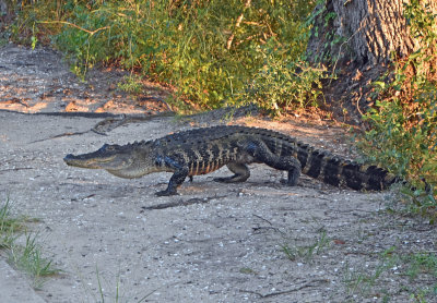 8' Alligator on the bike path