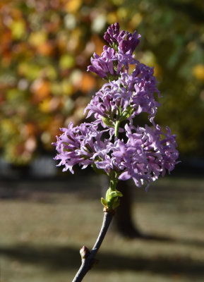 Confused Lilac Bush in October (just the one bloom)