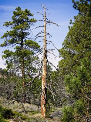 brycecanyonnput