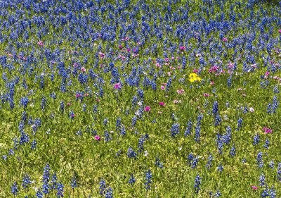 TEXAS WILDFLOWERS