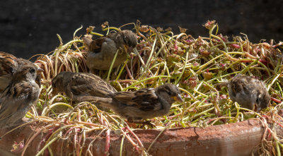 Sparrows_eating_Livingstone_Daisies_IMG_0829.jpg