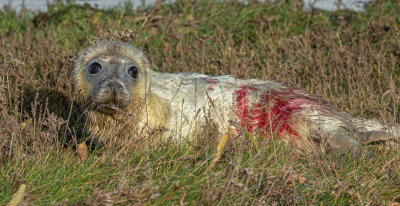 Grey Seal Pup, Donna Nook..jpg