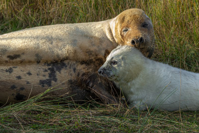 Donna Nook Grey Seals - Halichoerus grypus