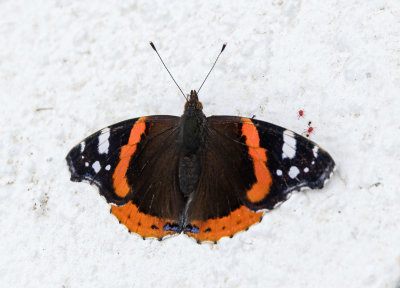 Red Admiral Butterfly IMG_1522.jpg