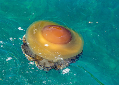 Fried Egg jellyfish IMG_7371.jpg
