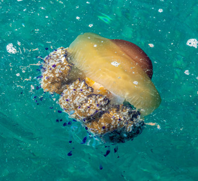Fried Egg jellyfish IMG_7373.jpg