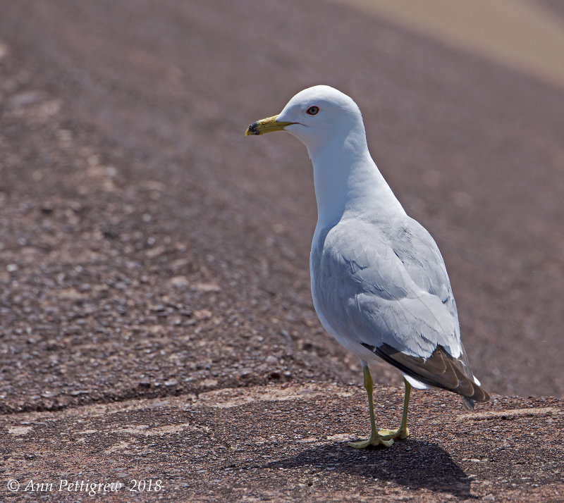 Ring-billed Gull