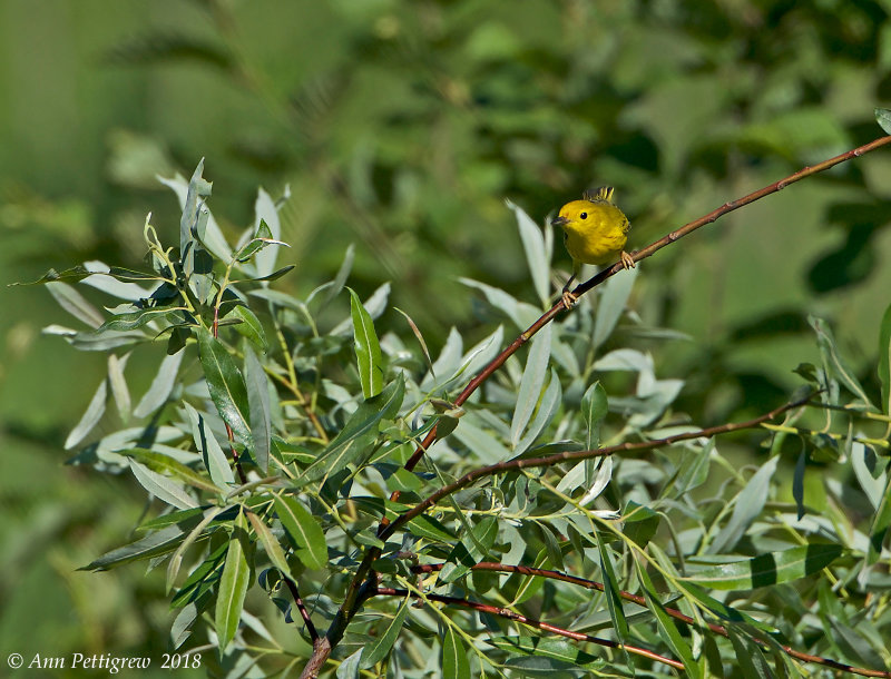 Yellow Warbler