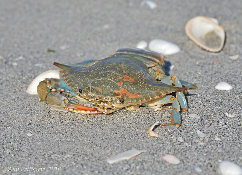 Atlantic Blue Crab